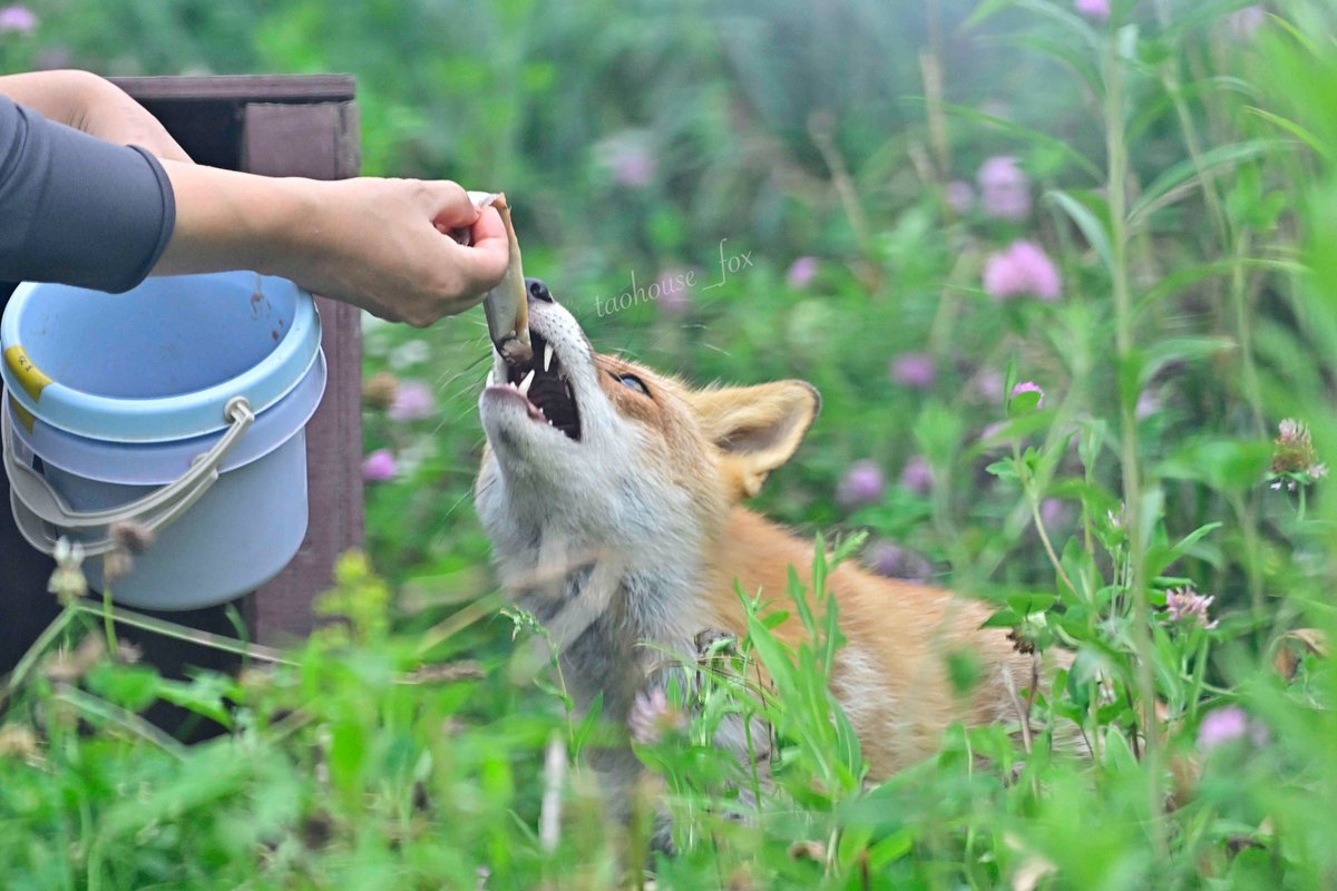 狐狸 「啊呜——」一口咬住最爱的鲜鱼🦊💕🐡（旭山动物园 鸣♂5岁）©️Fo