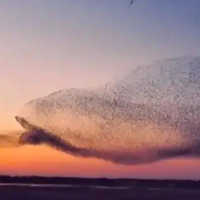 山东东营黄河口生态旅游区出现的“群鸟飞翔”奇观，令人联想到《庄子·逍遥游》中“鲲