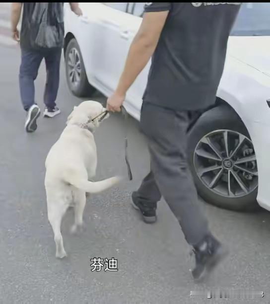 大家一直挂念的导盲犬芬迪，终于被训练基地的工作人员接走了！
虽说这毛孩子无法言语