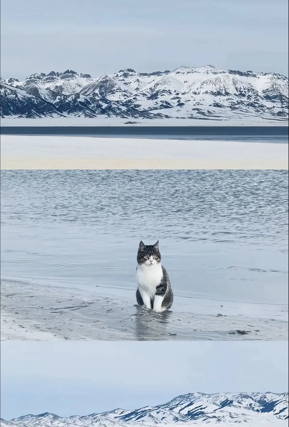 悟空 我的电子小猫再见了。下辈子不要做流浪猫了 还好你遇到了师傅 刷到...