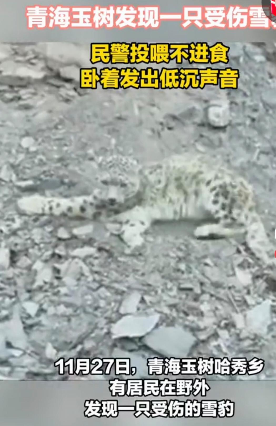 青海玉树发现一只受伤雪豹
青海玉树，海拔高耸入云的雪域高原上，又一次用它那神秘而