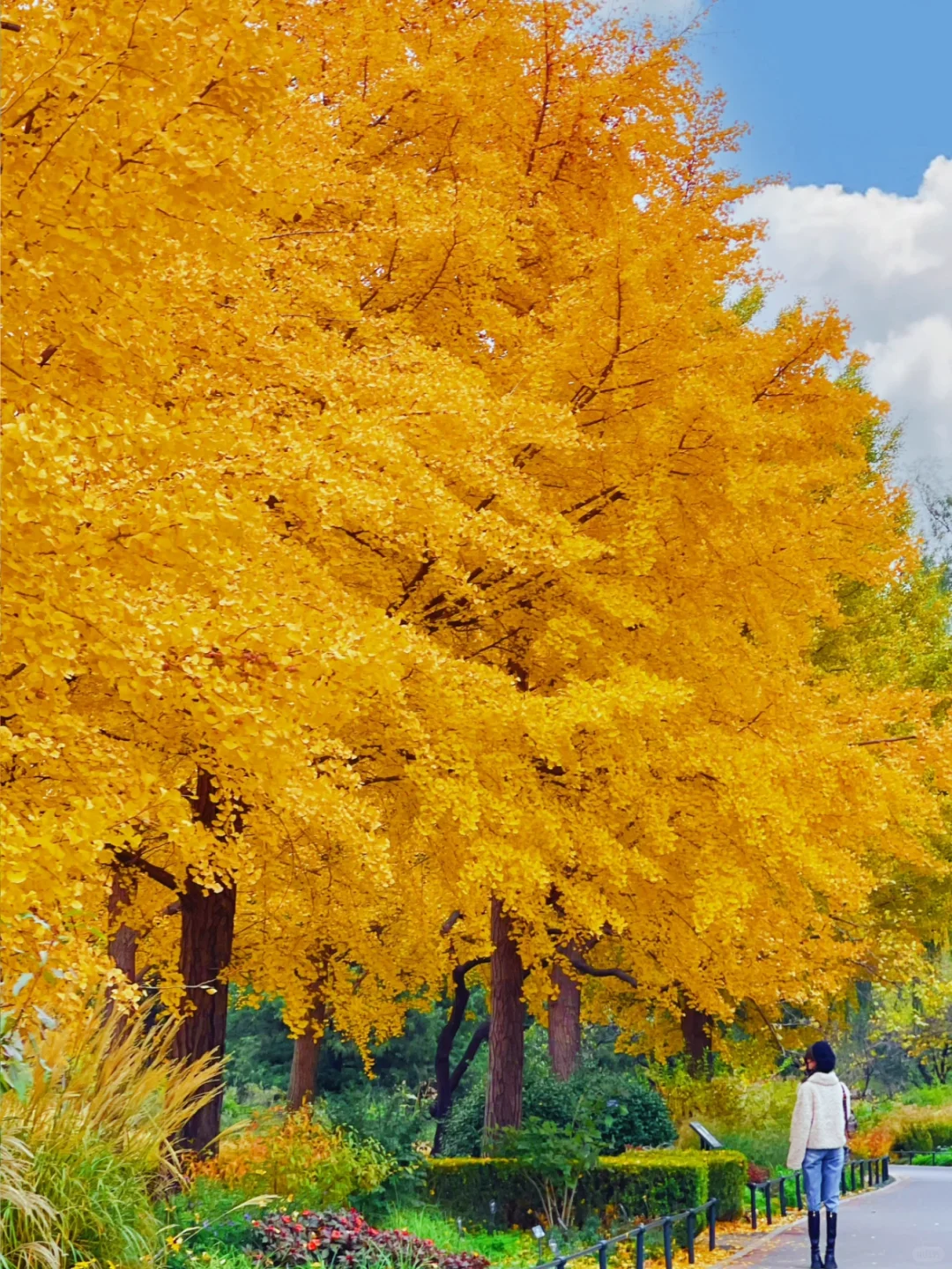 人生建议：秋天一定要去一趟北京！太美啦！