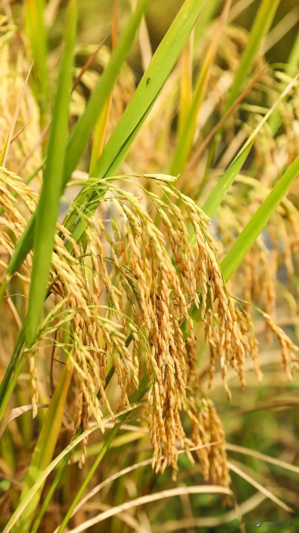 在宁远县湾井镇田心村，晚稻的丰收让村民们欢呼雀跃。他们纷纷走出家门，来到田间地头