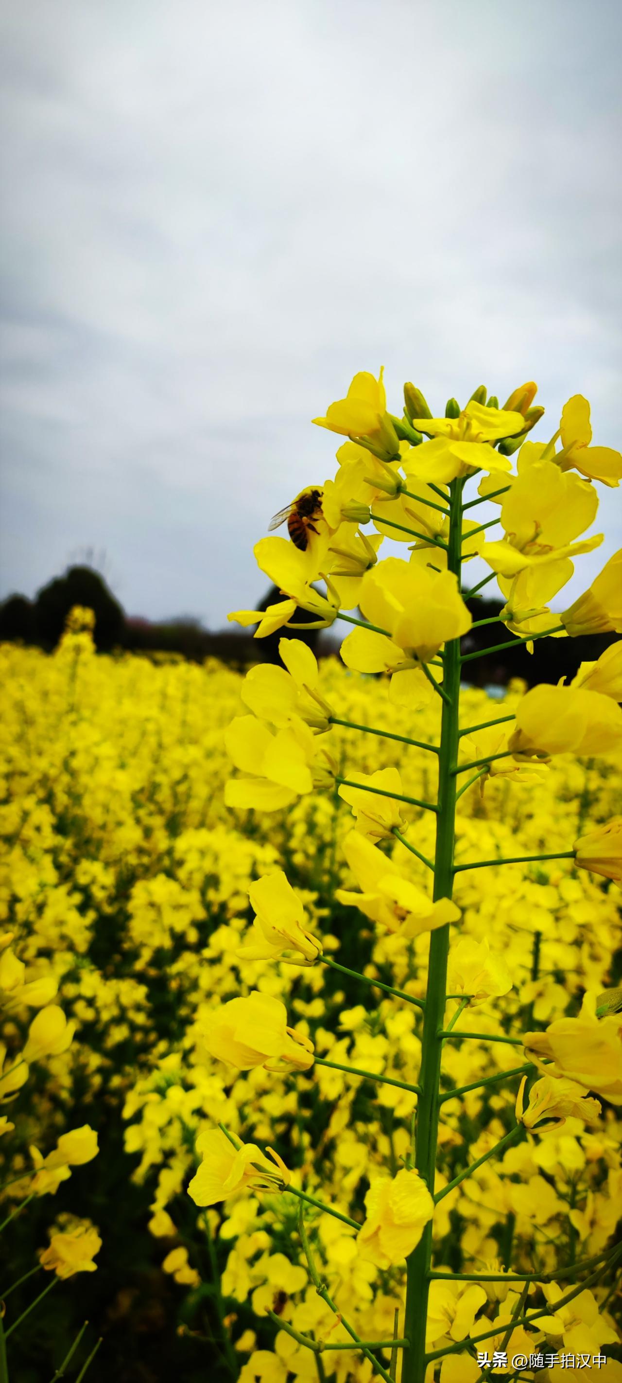 春日生活打卡季徜徉油菜花田，是旖旎温软，是淡淡幽然。蜜蜂在花间忙碌穿梭，酿出春的