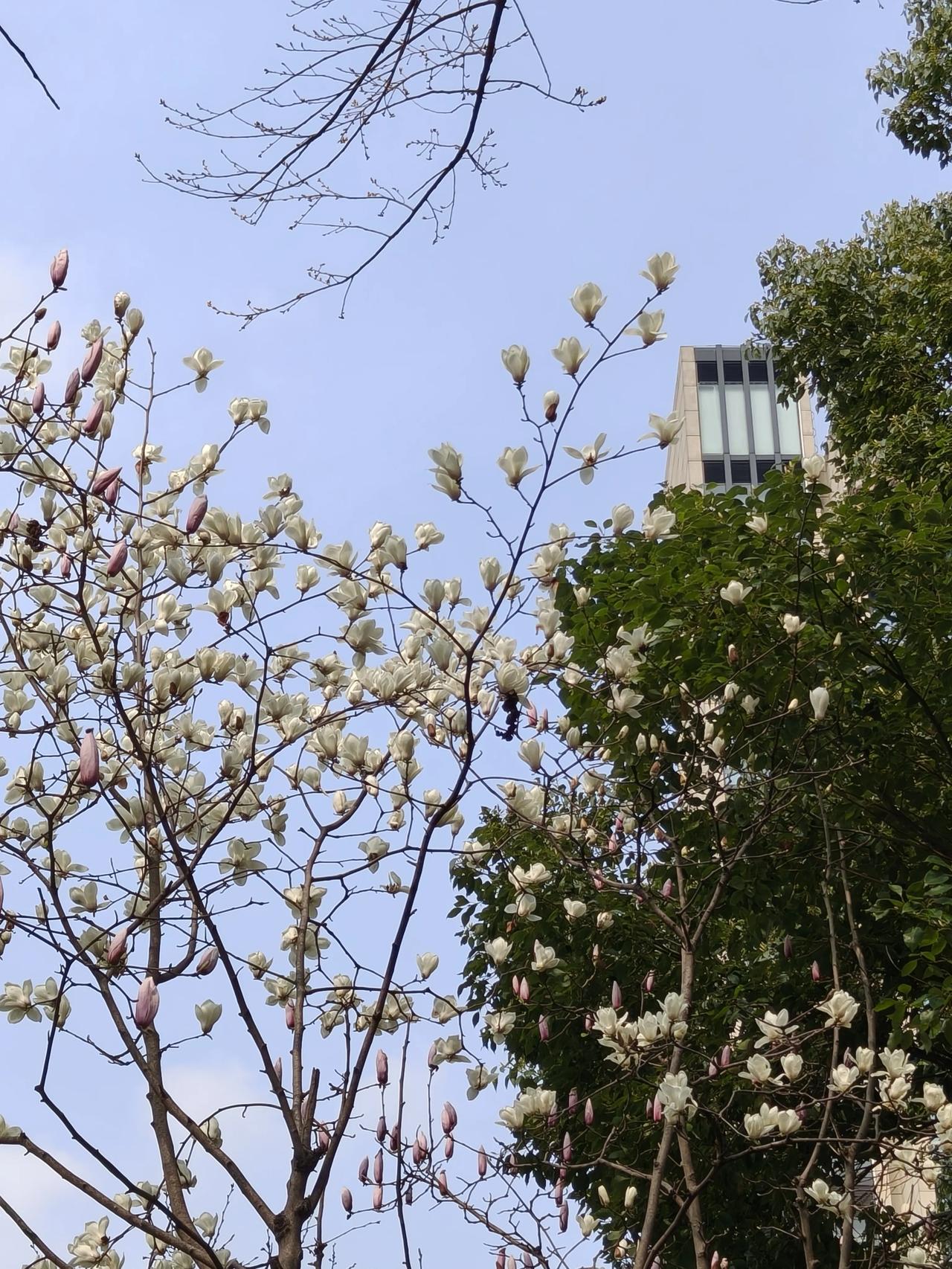 春分，是二十四节气里最懂平衡的智者。太阳行至黄经0°，黑夜与白昼握手言和，寒意与