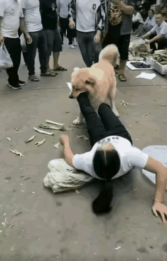 对养狗人的警示。