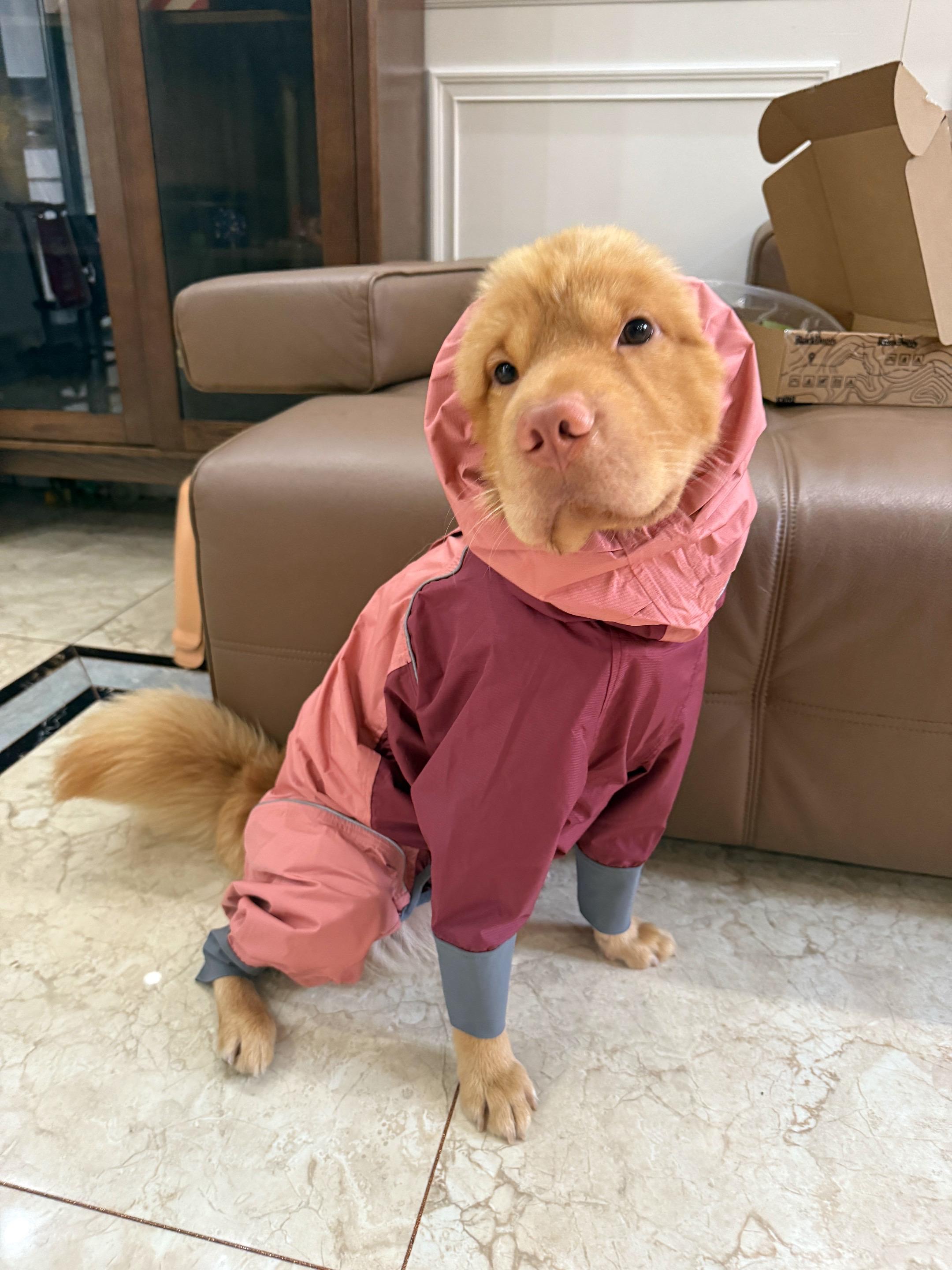 小米超可爱的照片来啦。