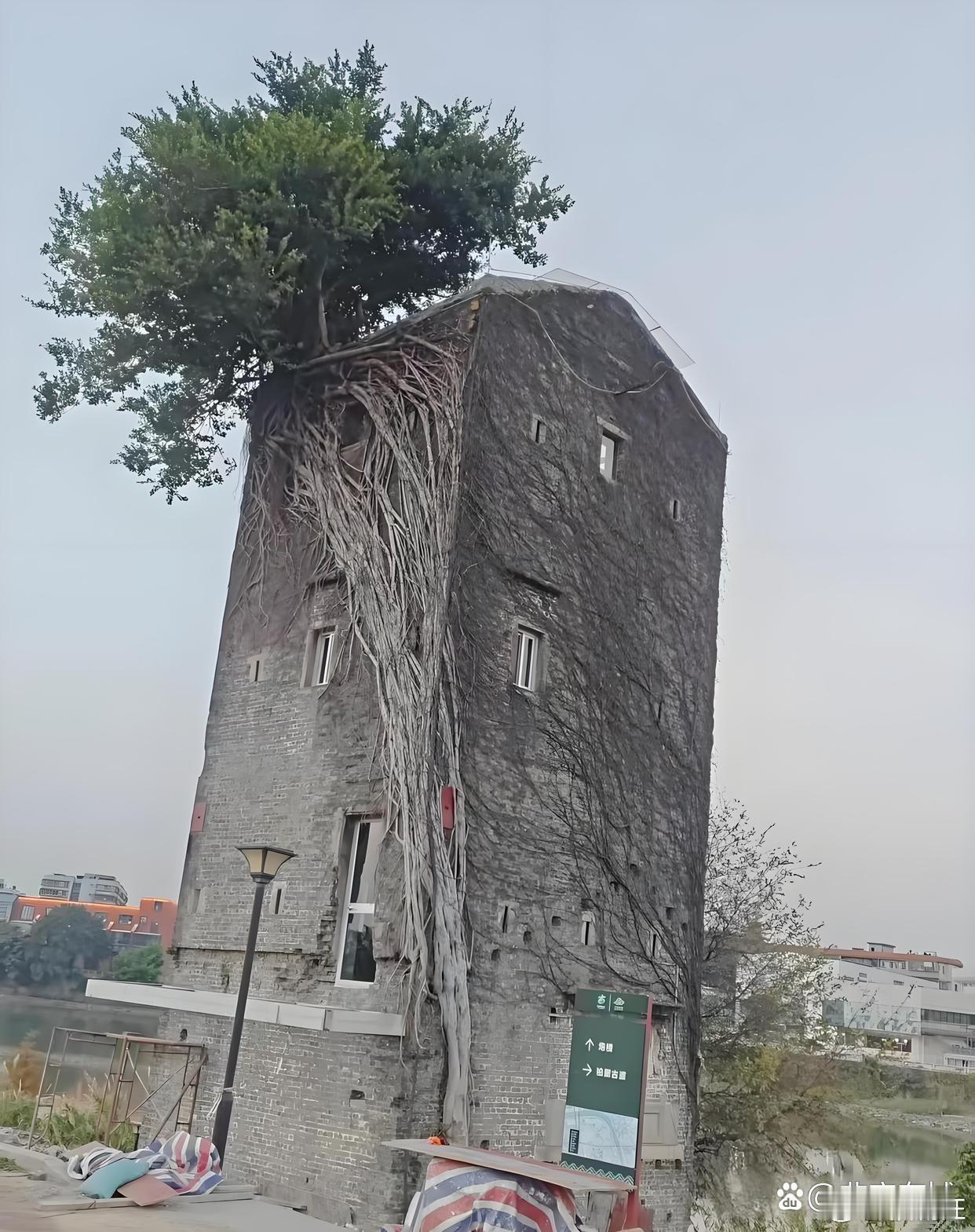 同一地点，相隔一年。 ​​​