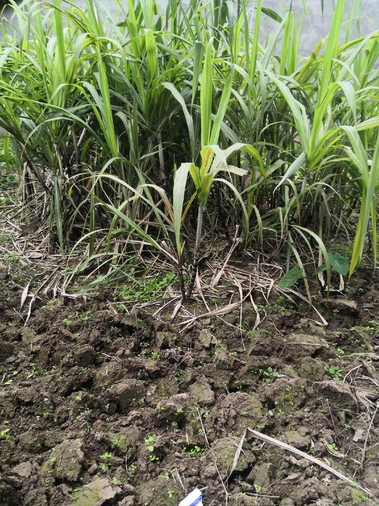 我的乡村生活 我的农村生活日常 农村生活记录 大山里的原生态 农村生活日常