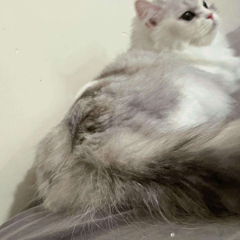 不丢我们小丢毛茸茸的尾巴😺 