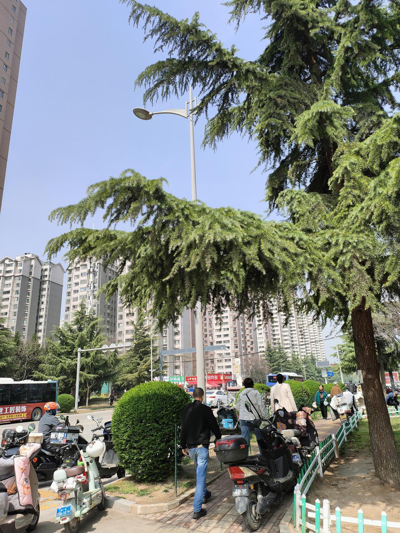 在这棵大树下站一站，
看车水马龙，听微风絮语，
平凡的午后，也藏着难得的安然
阳