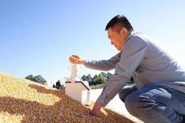 黑龙江 “土地王” 刘辉盘腿坐在玉米地里哭了起来！伤心的说道：挖坑给我埋上得了呗