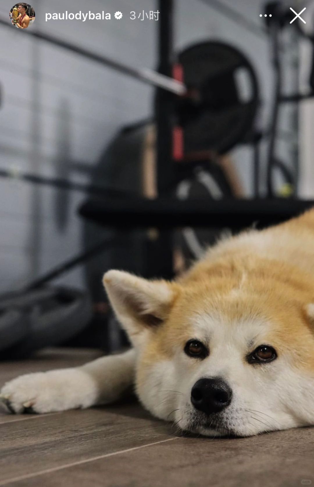 迪巴拉连发3张修狗狗🐶