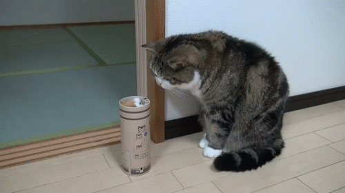 猫猫的反射弧有点长 