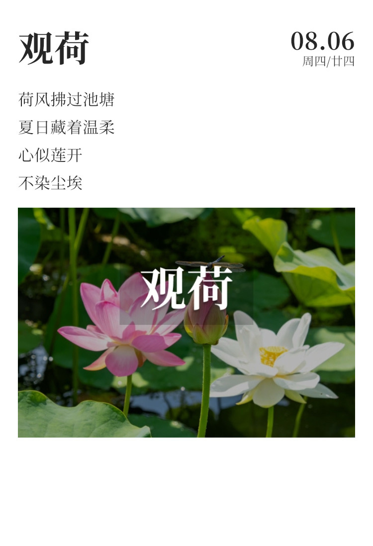早安  ☀️每日早起打卡 今逢观荷节，荷花庆生辰。“小荷才露尖尖角”，乘舟来赏荷