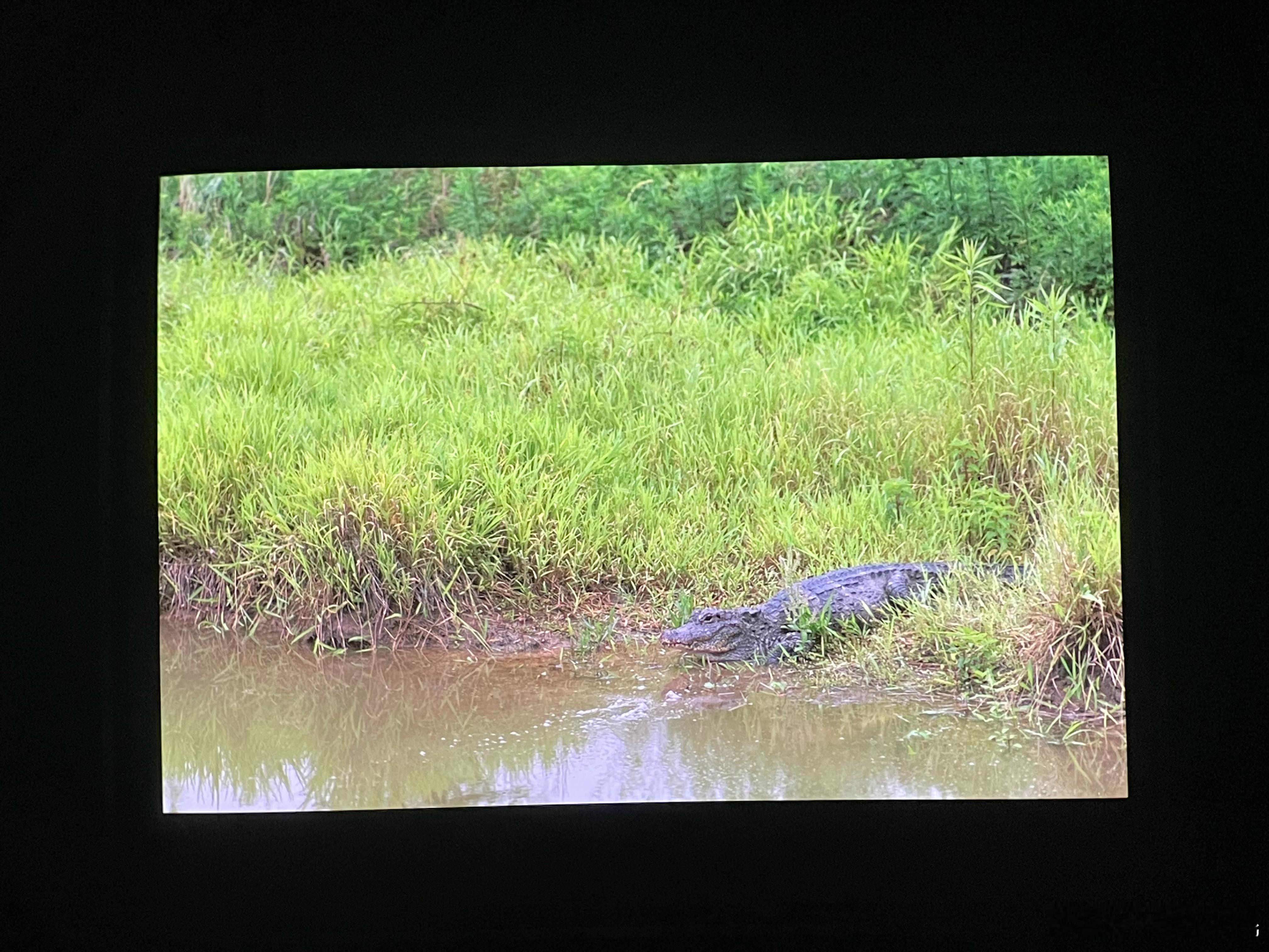 Keep calm and stay with gators 🐊 ​​​