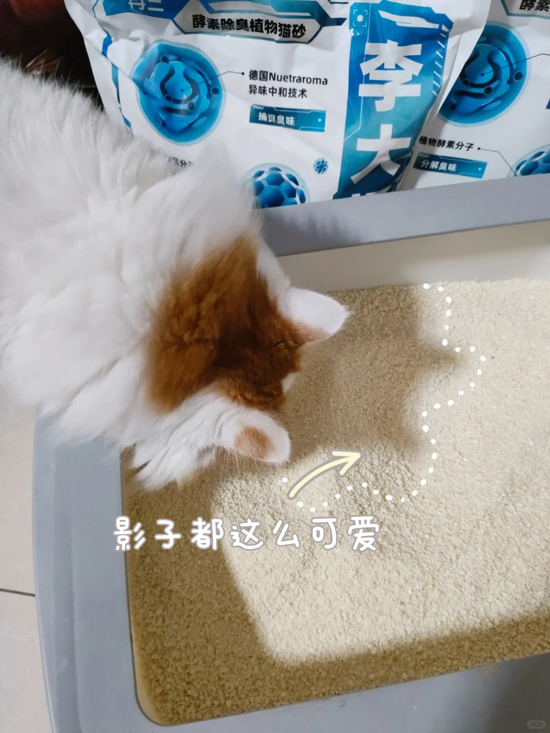 总喜欢睡猫砂盆怎么办呀