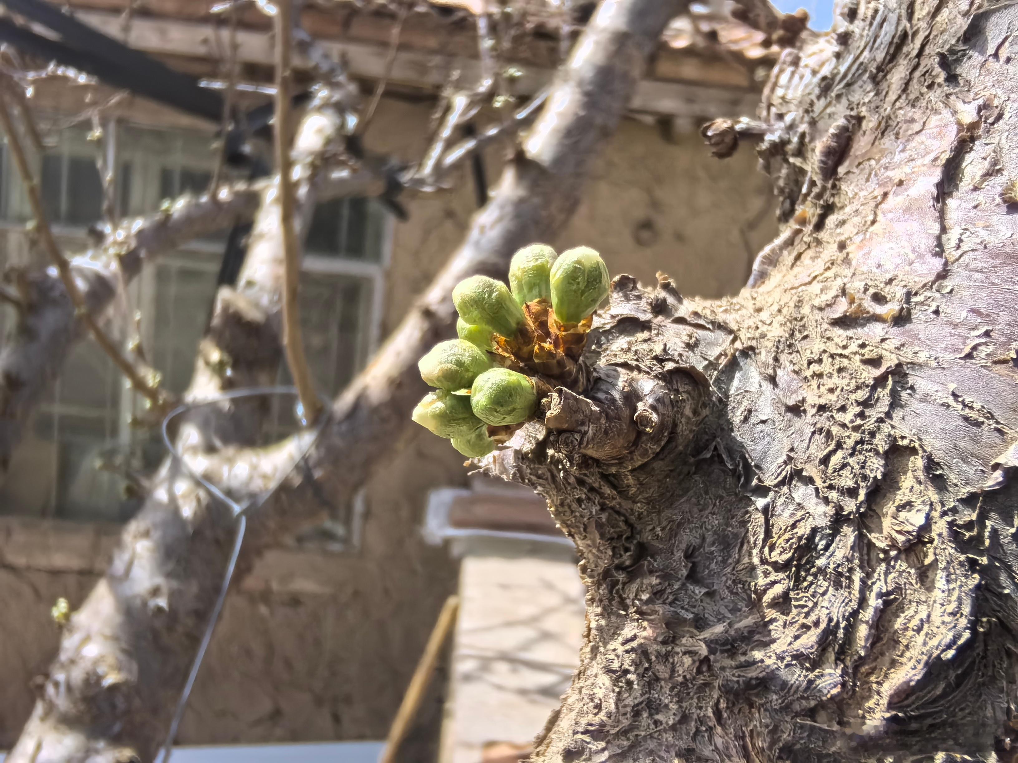 用手机拍下一组超级微距的图片，记录#生命# 萌发的倔强与美丽。花开是春，鸟鸣是春