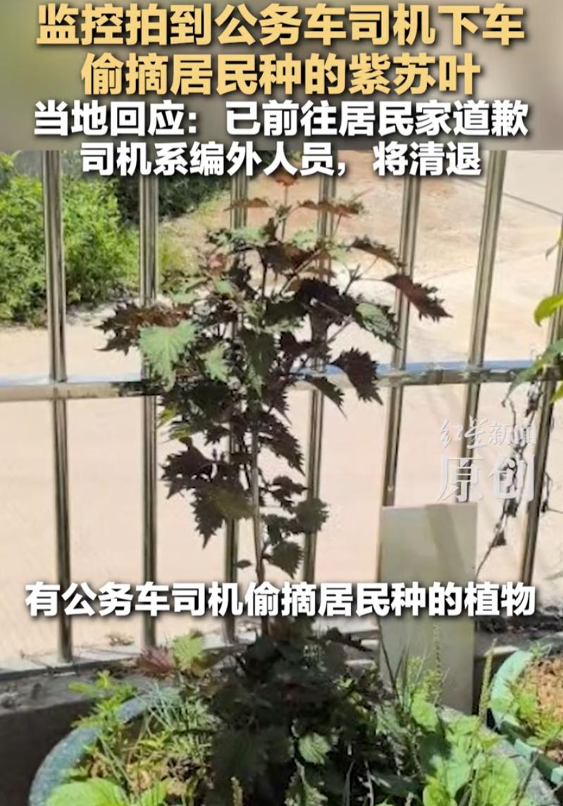广东惠州，一男子开着印有“中国公路”的公务车来到一居民家门口，下车摘了一些紫苏叶