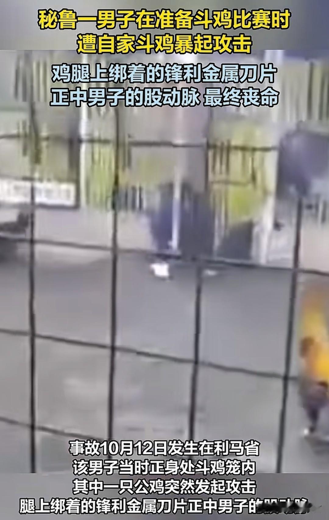鸡杀人的概率不再是零！这意外也太意外了！
外国一男子在准备斗鸡比赛的时候，被自己