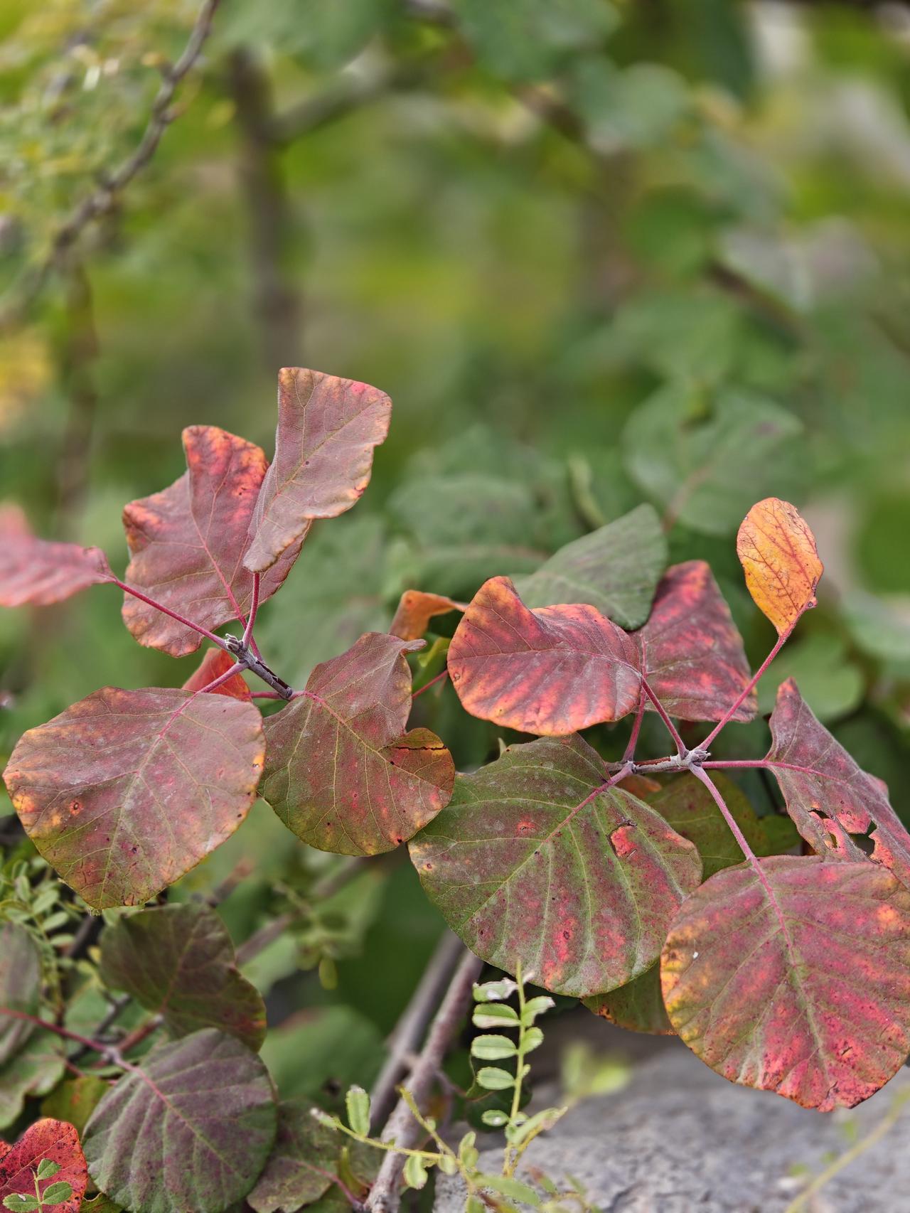 娶妻，陋无妨，贫可过，矮非事，无文、性拙亦相守。唯心机女，断不可娶。真心维家，斗