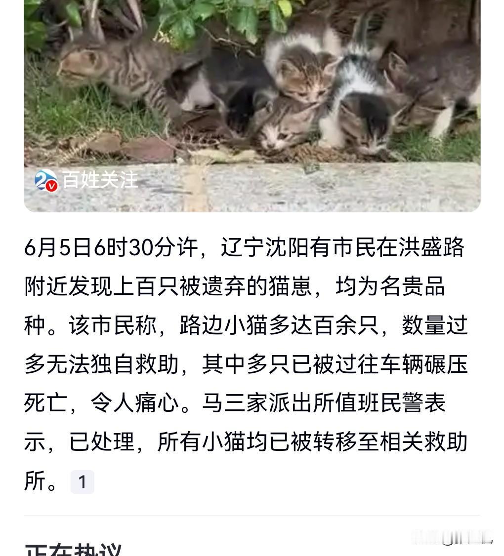 这到底是什么情况，竟然遗弃了这么多只猫。6月5日，沈阳一路边上百只名贵猫崽被遗弃