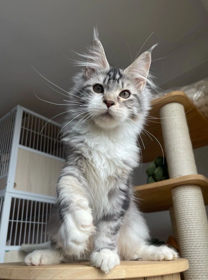 缅因｜银虎斑加白手套缅因弟弟