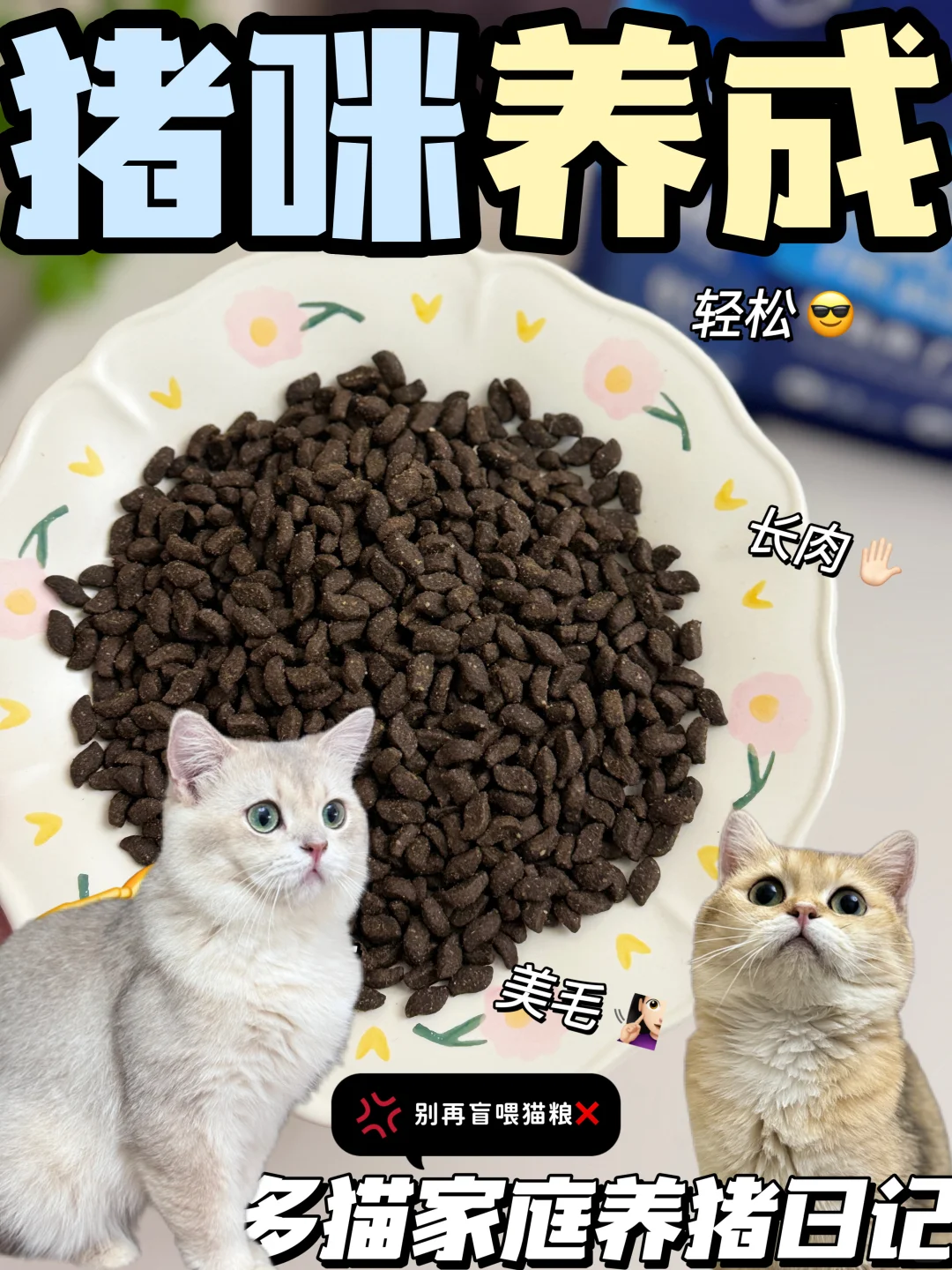 大脸猫们的养成秘籍，选对猫粮事半功倍