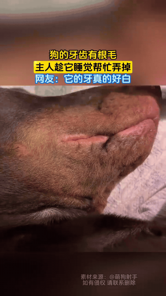 狗子睡得正香甜，牙缝里卡着一根毛发自己浑然不觉。

主人小心翼翼伸手，趁着狗狗熟