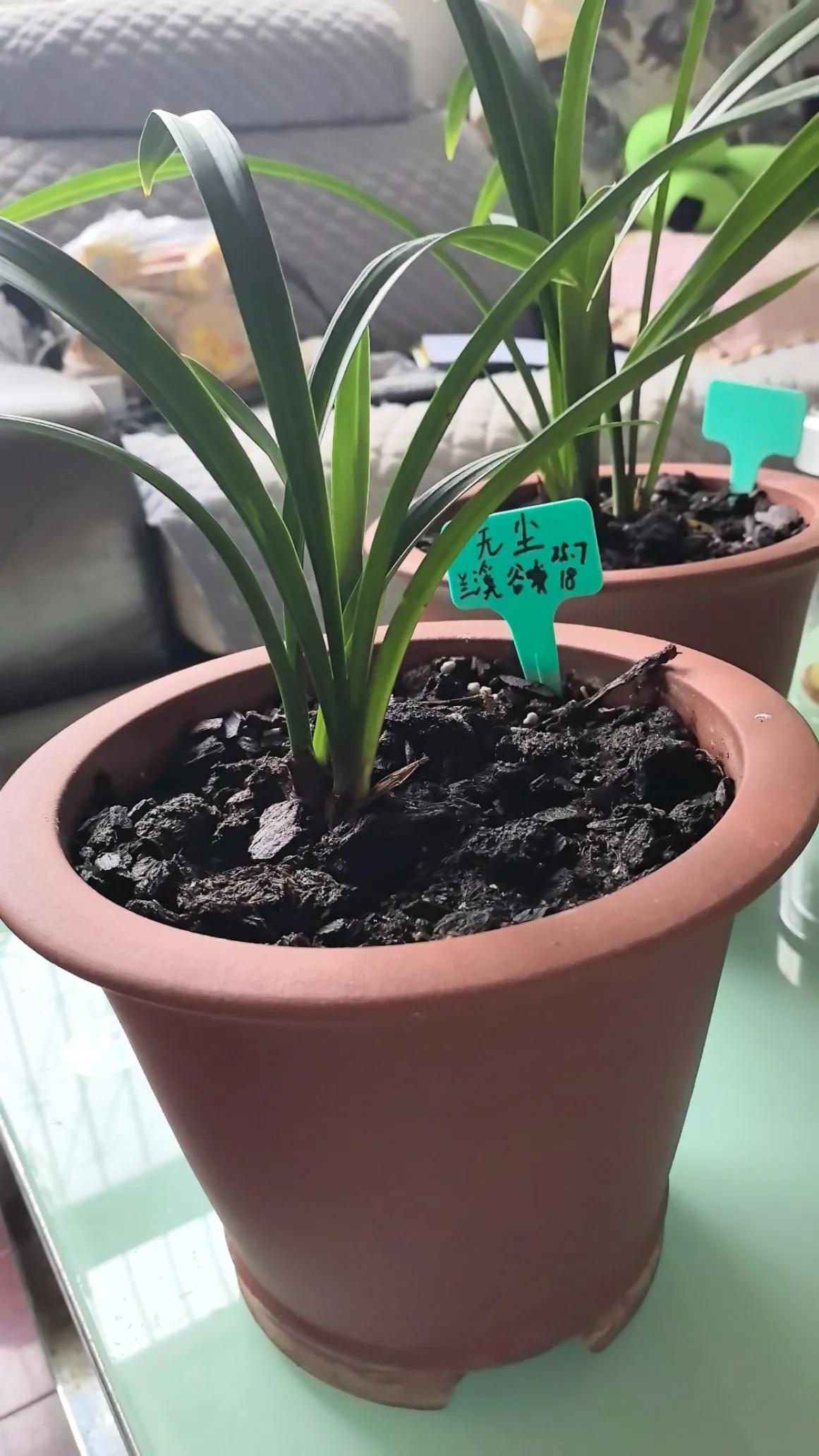 养兰日记/新手避坑，货不对版，带花买最好。
去年陆续入手了几盆兰花，大国魂、无尘