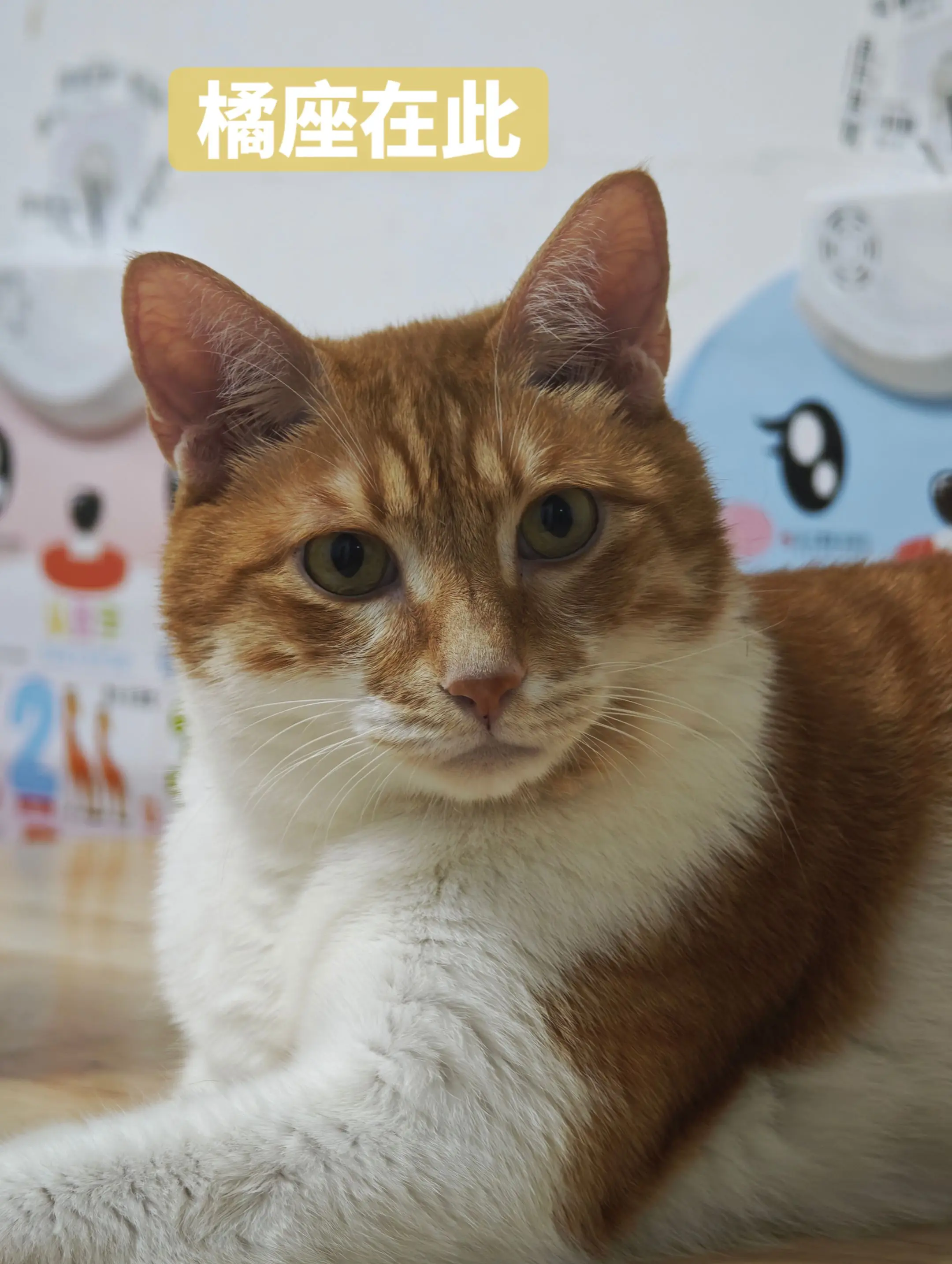 橘猫才是最Diao的！！！