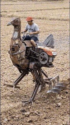 这才是公鸡中的耕地机～🤓