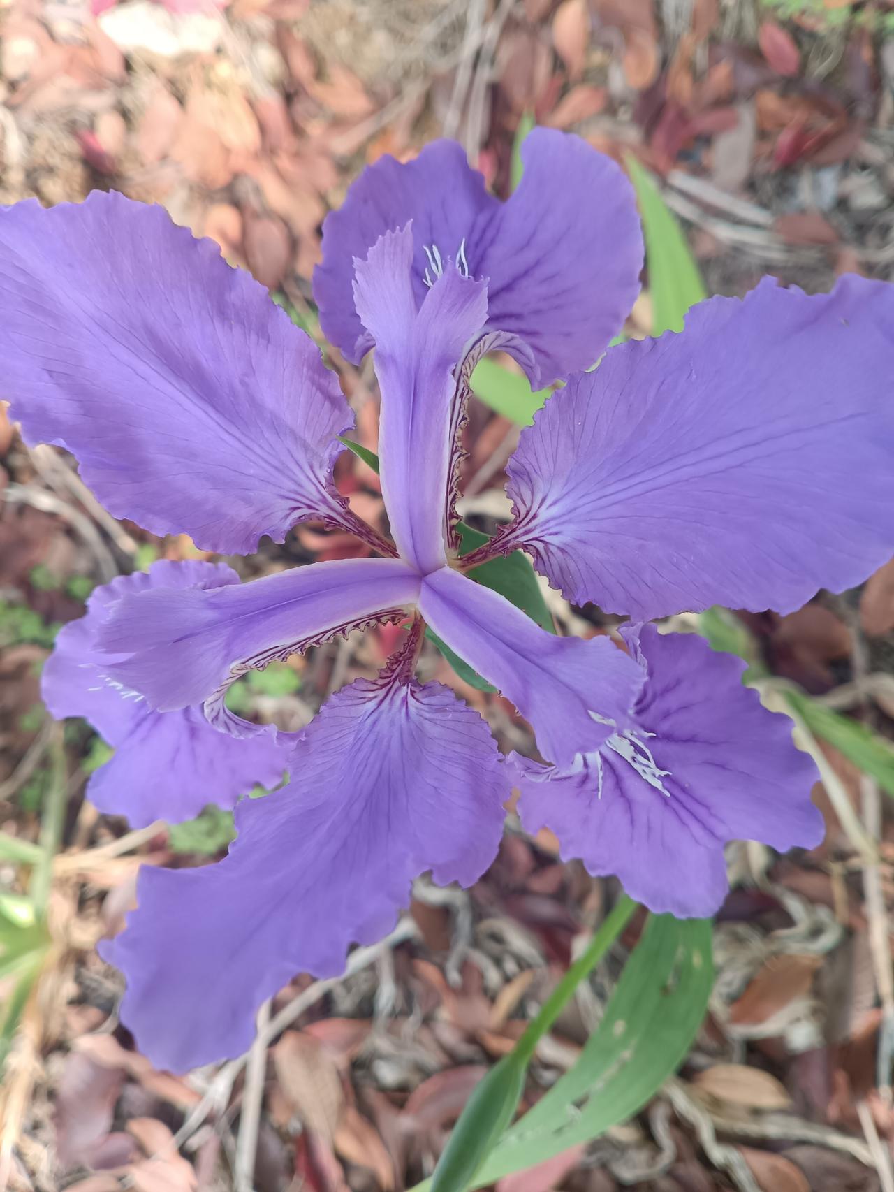 紫鸢舒展如蝶翼，瓣间纹路似织就的紫锦，于落叶间轻绽，晕开一瓣春日的清逸与浪漫。