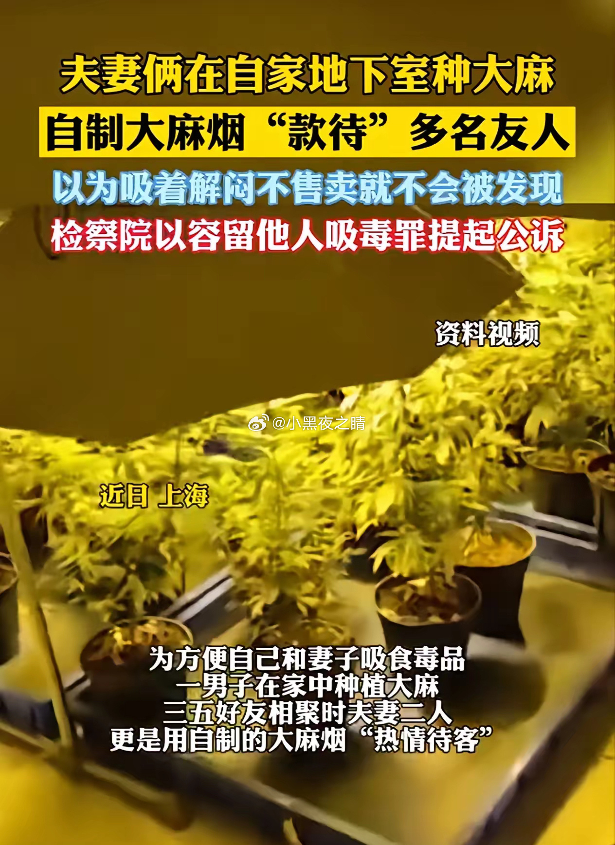 上海这对夫妻聪明过头了，地下室种大烟。以为自产自足，不要销售就没事。上海金山区有