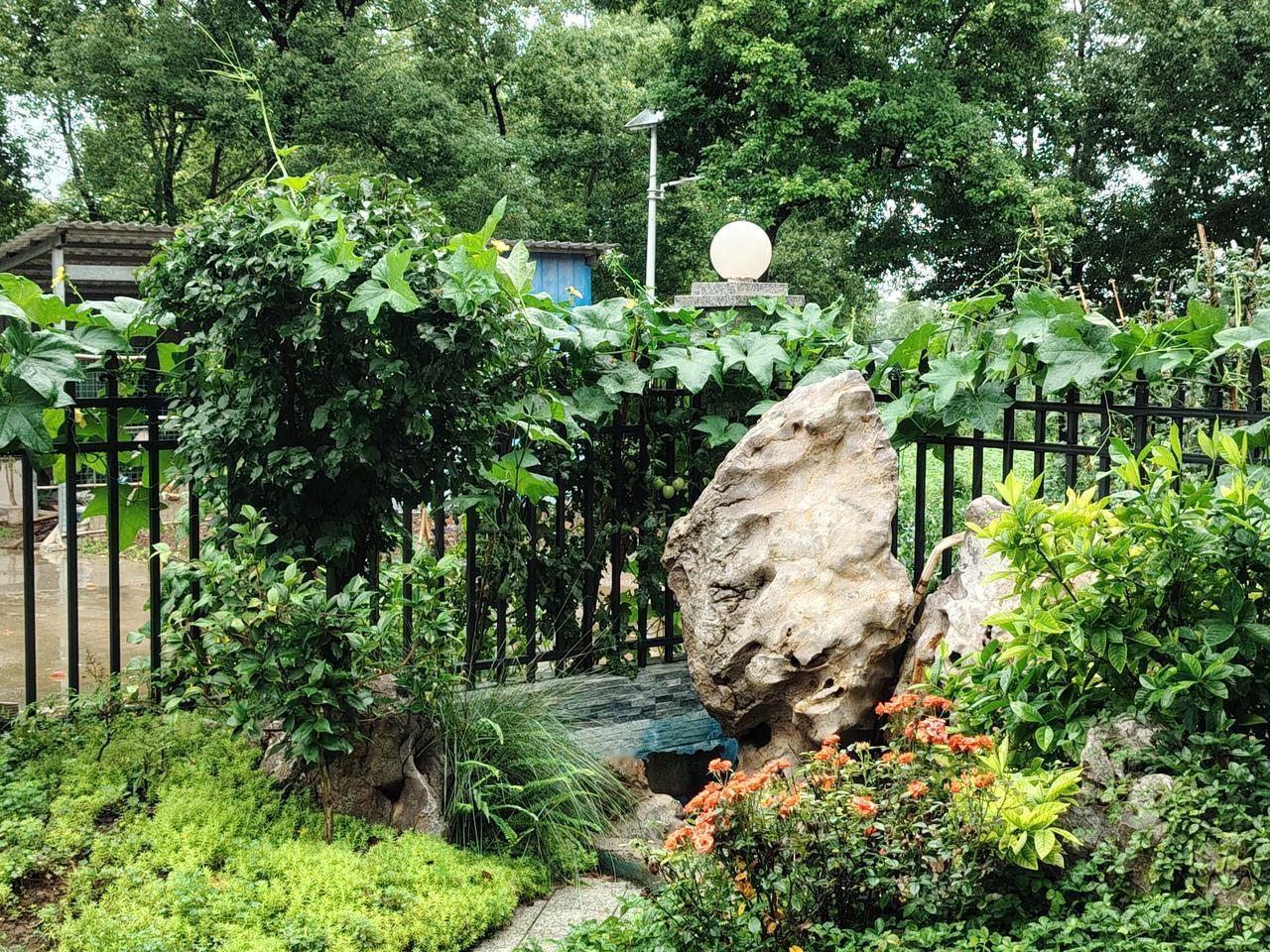 农家小院-花草与丝瓜的缠绵