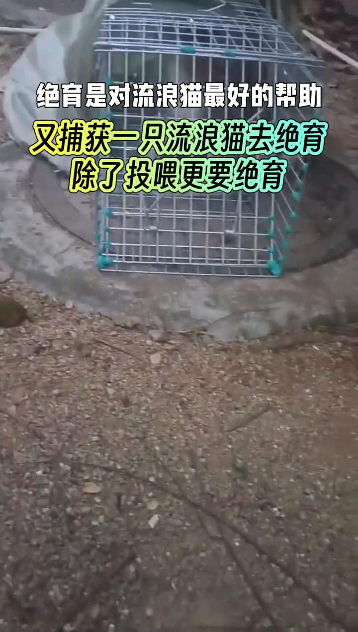 绝育是对流浪猫最好的帮助。
又捕获一只流浪猫去绝育，除了投喂更要绝育。