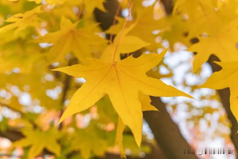 一张图证明秋天来了 要一张图证明秋天来了，我脑海里立马浮现出那果园丰收写实图。