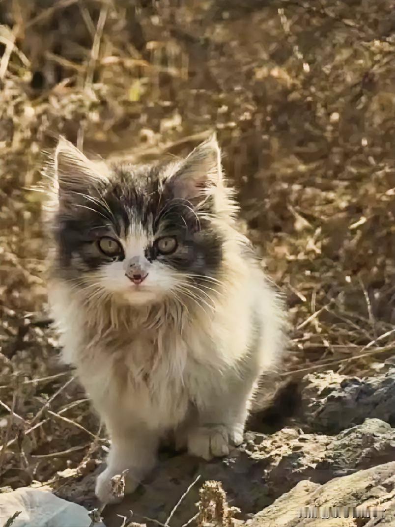 在无锡城郊工地的荒草碎石堆里，花花和朵朵蜷缩在钢筋水泥的阴影里。

她们的小爪子