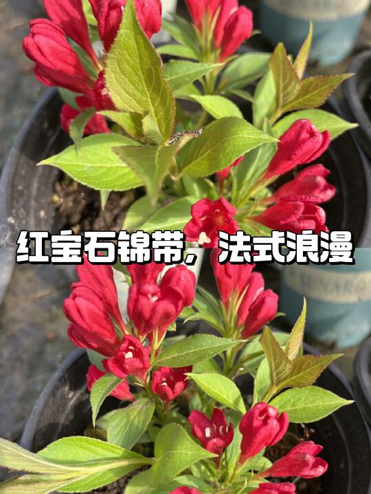 🌺红宝石锦带，花园里的高级感✨
