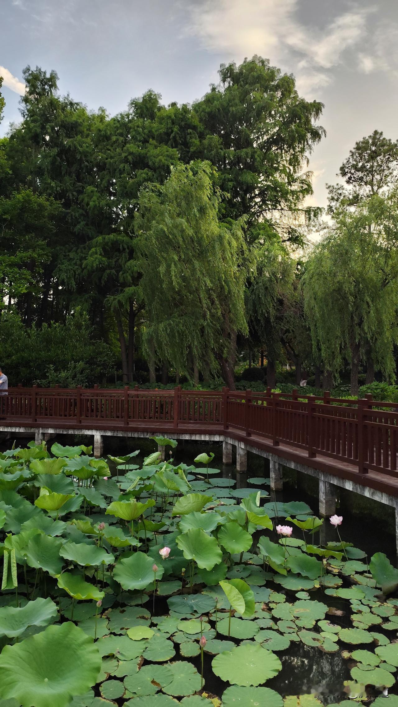 分享你随手拍的风景夏日公园荷叶片片花儿红