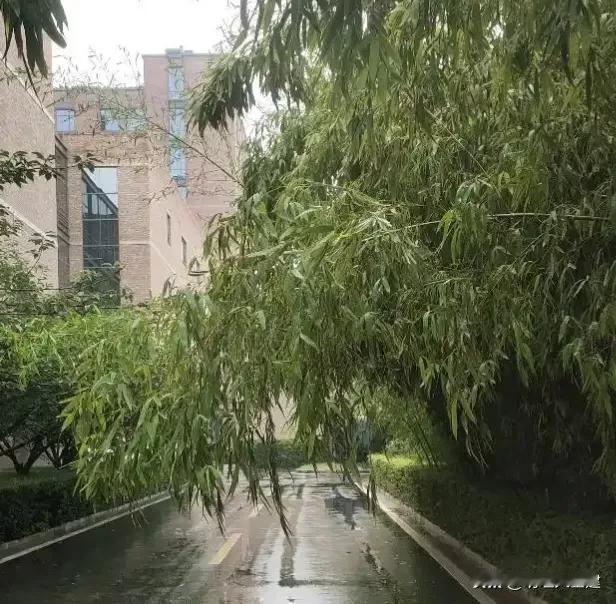 【晨光絮语】

昨夜的雨洗刷出清冷空气，灰淡的云彩依旧覆盖着整个天空，裹挟着沙枣