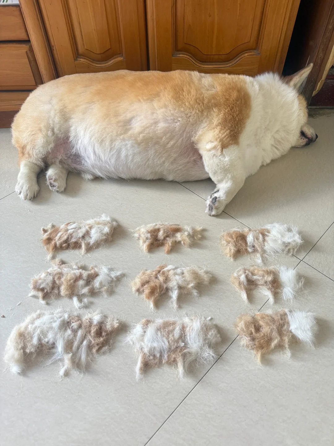 动物奇遇记动物奇趣  家里柯基掉毛掉疯了！主人把它的毛剪成9个小修勾，现在柯基看