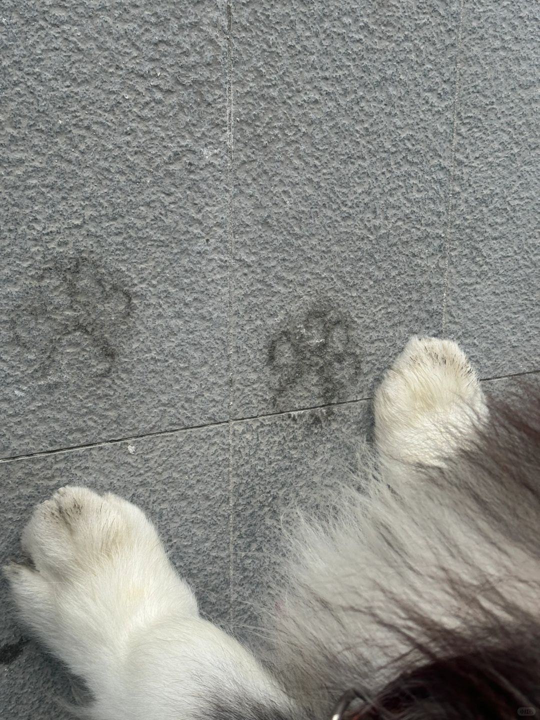 吼吼～小脚丫🐾