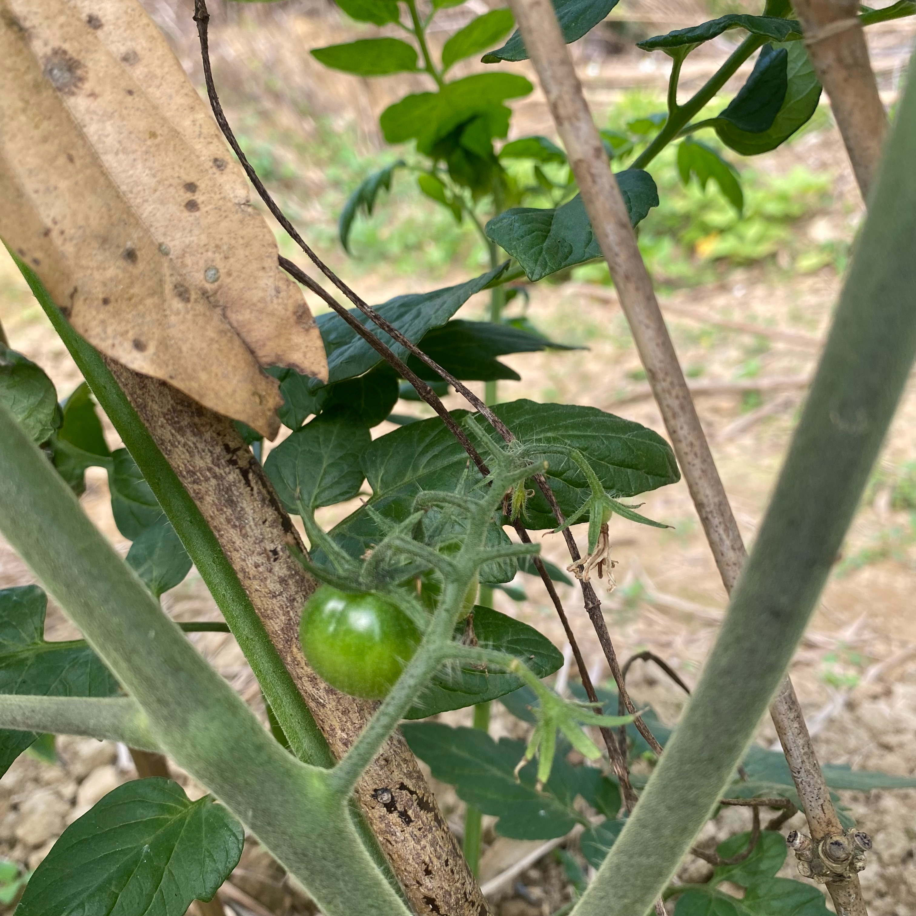 是谁喜欢这样的田园生活我不说🙊奶奶种了好多番茄🍅果然是地里种的比较多果子，外