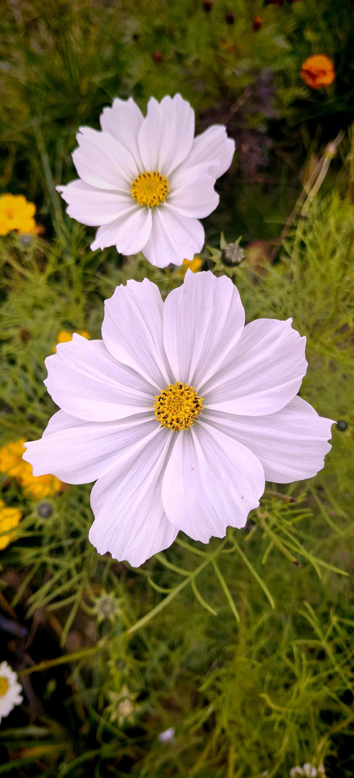 秋英这花，原来不只是好看。
别看它小，能当绿肥，还能帮土地“补氮”。
一盆就能种