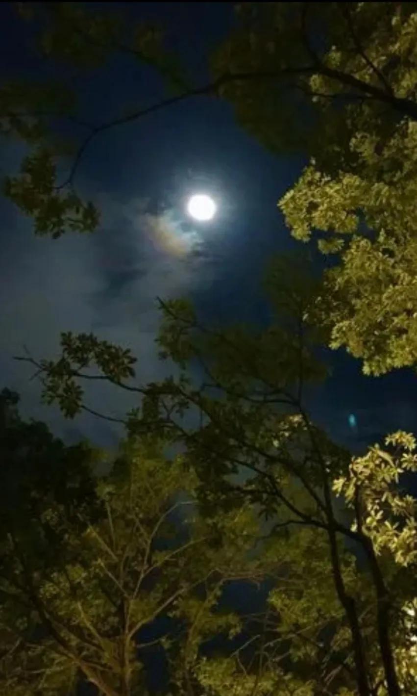 △秋夜月明△
秋寒挥鞭百花空，
偶闻蝉虫落地声。
丛里不少欢快蟀，
云下皆是清新