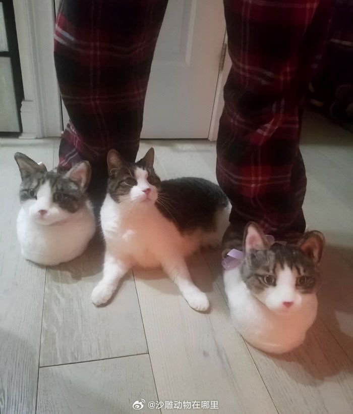 猫：我现在跑还来得及吗 ​​​