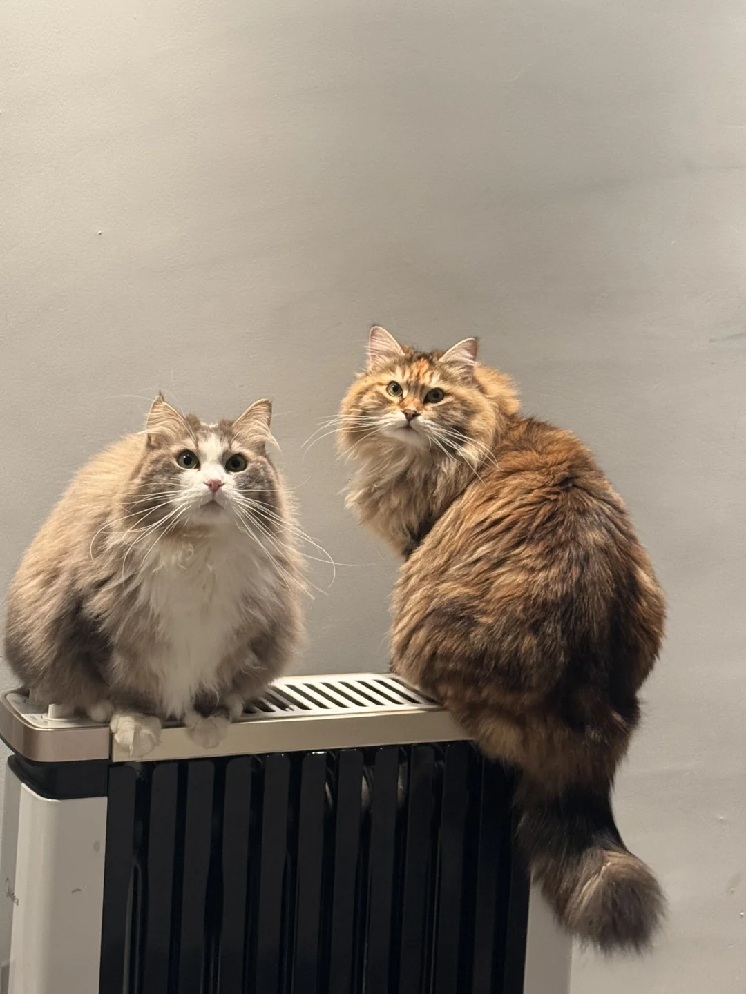 🐱-🐱