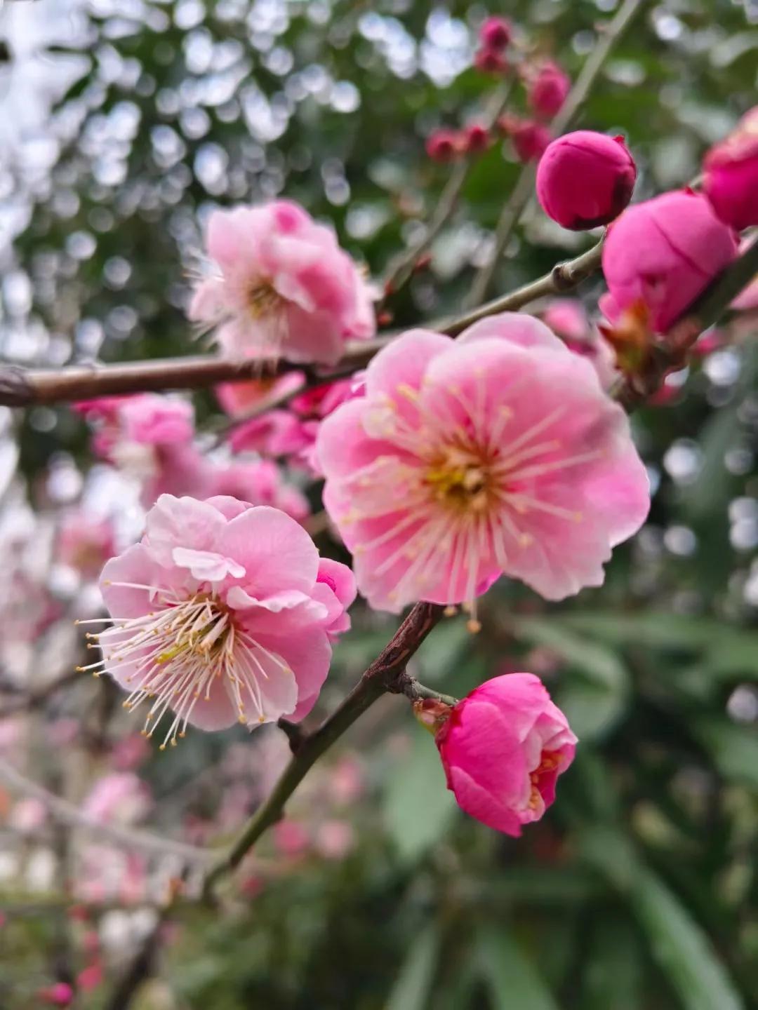 陕西骊山华清宫……三月梅花开：
梅花香自苦寒来，
​赏梅，看梅，拍梅...
 梅