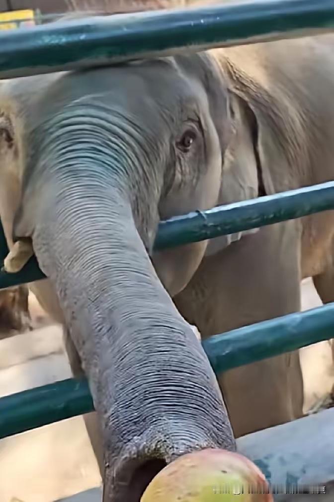 快过年了，小象念念的围栏外，围满了游客！虽然事情过去了这么久，但是依然还有很多善